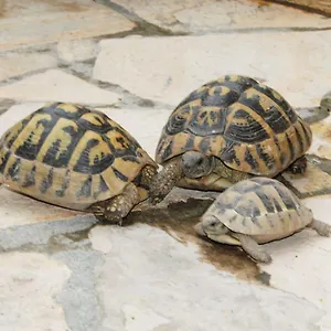 Geart , Berat Albanië